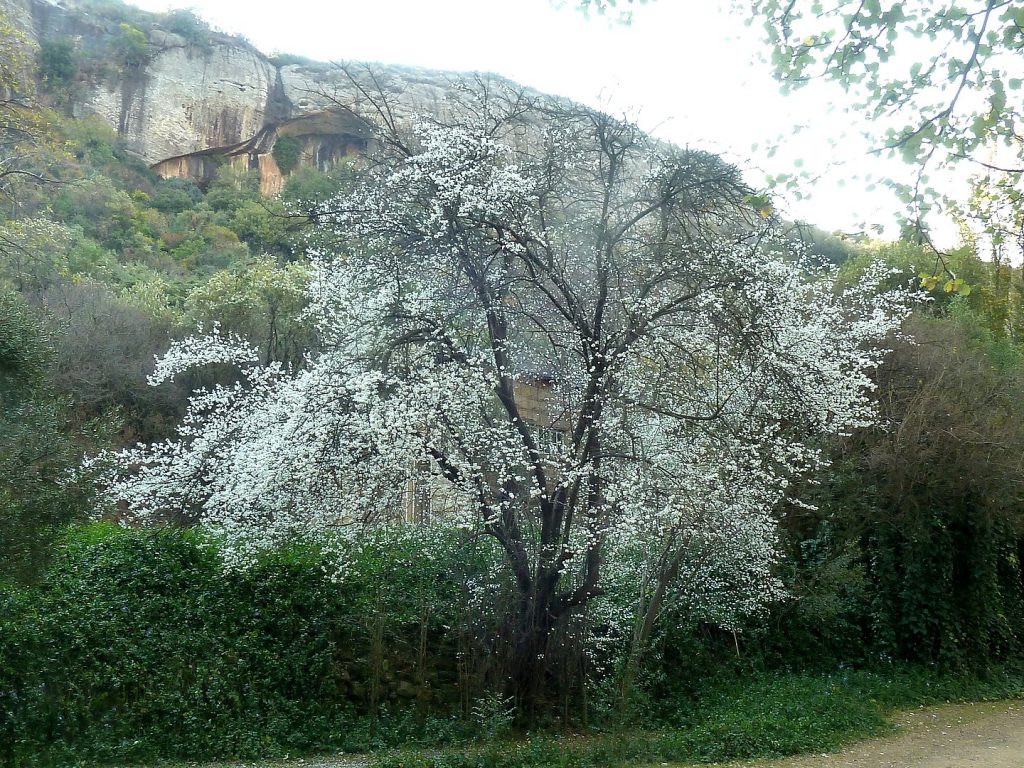 Wildkirsche