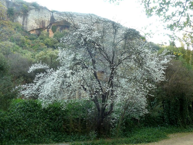 Wildkirsche