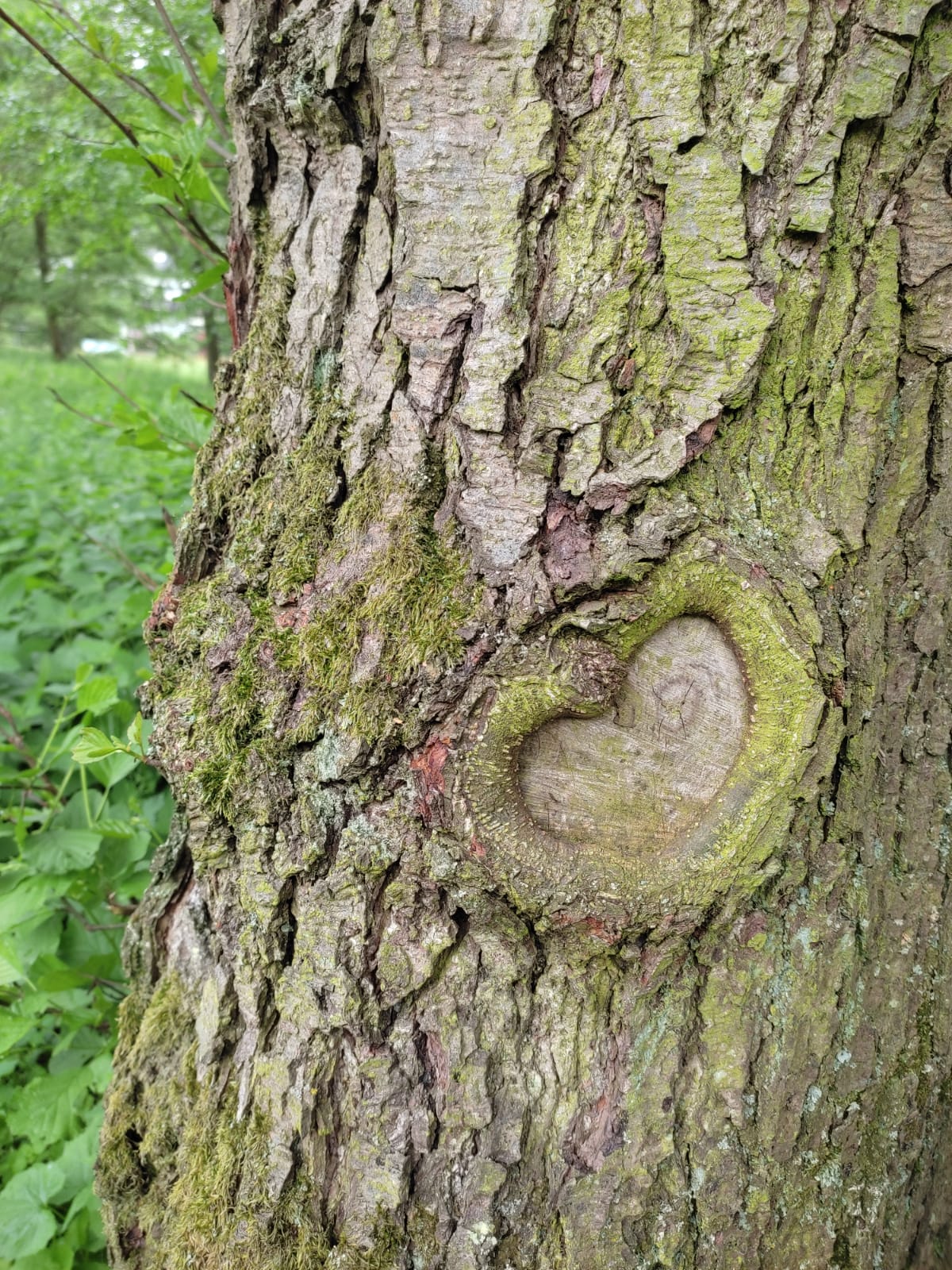 Neuer Partner für den Herzenswald