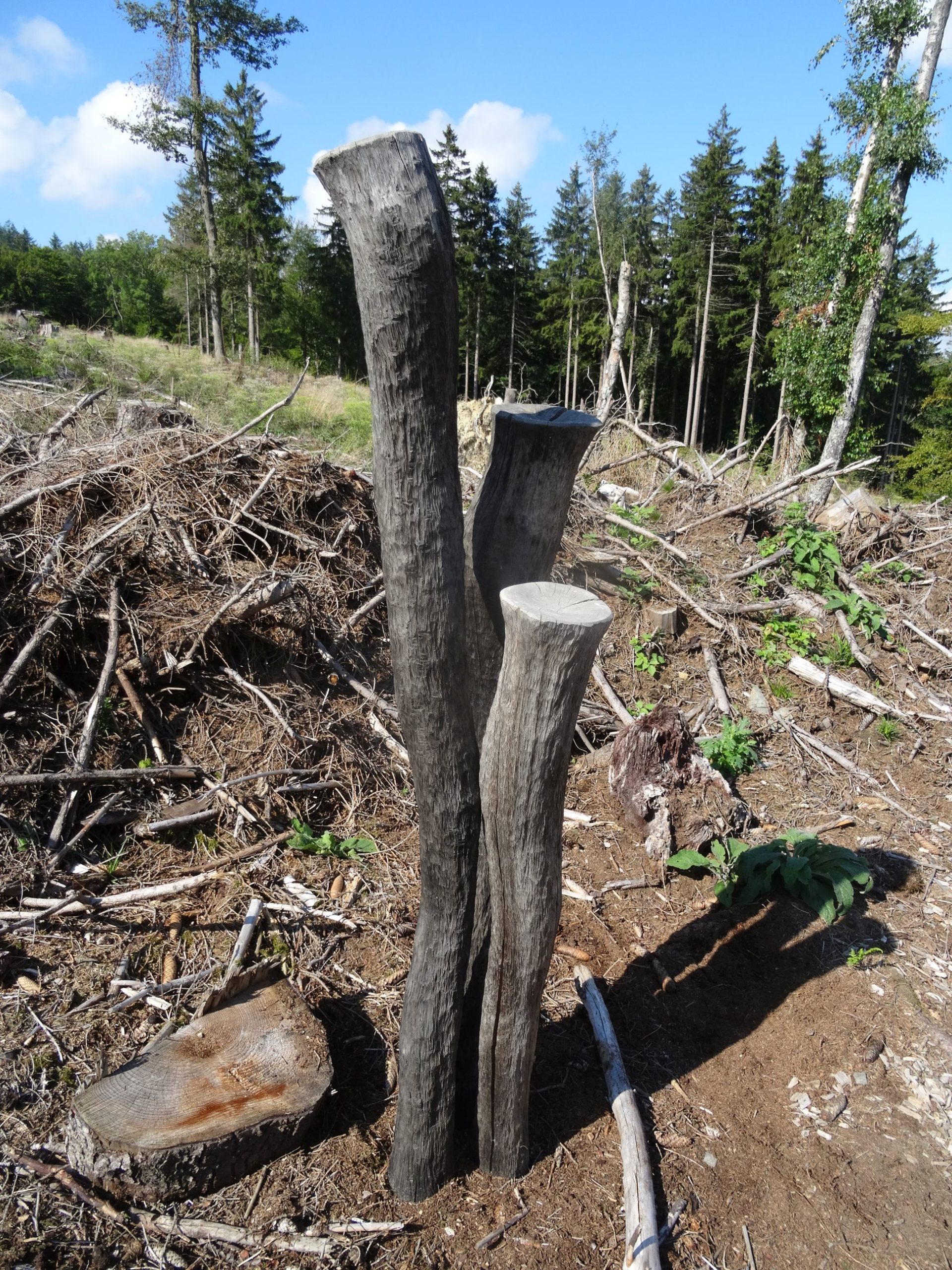 Kunst trifft Natur – erste Skulptur im Herzenswald