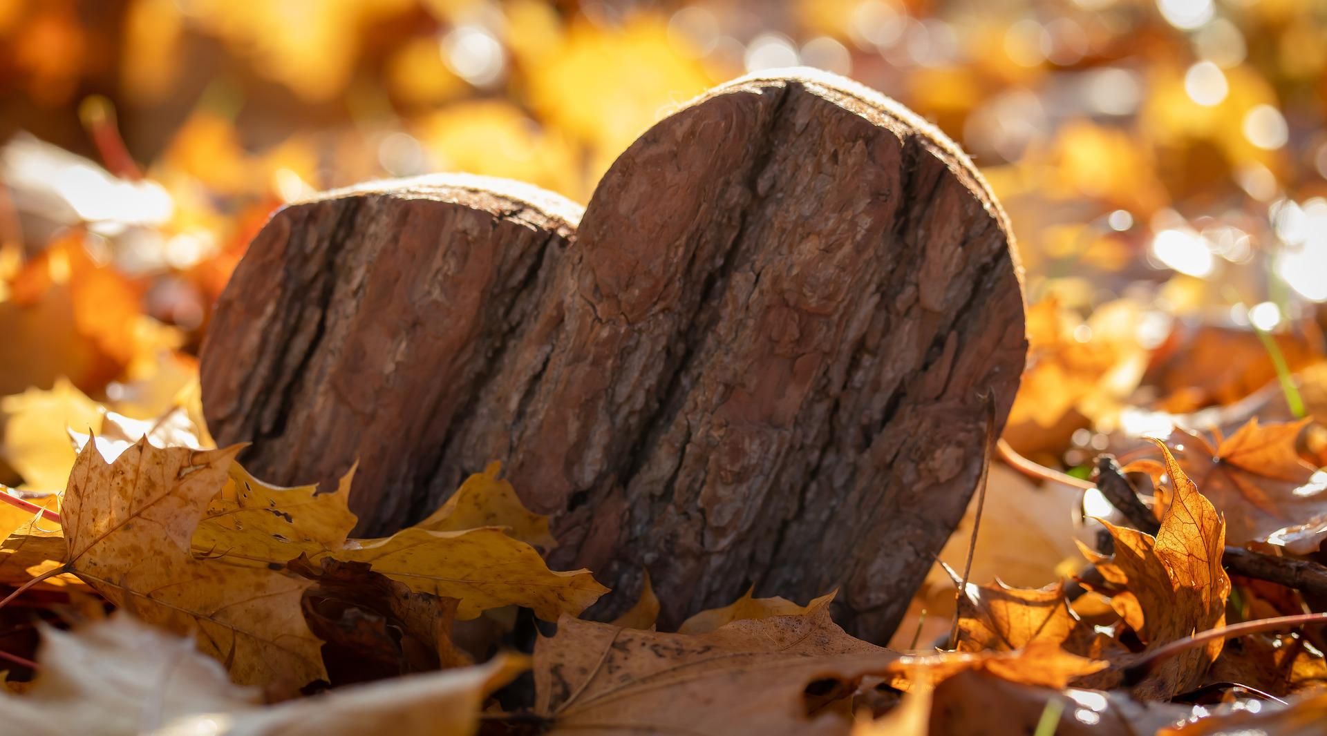 Herbstpflanzaktion im Herzenswald