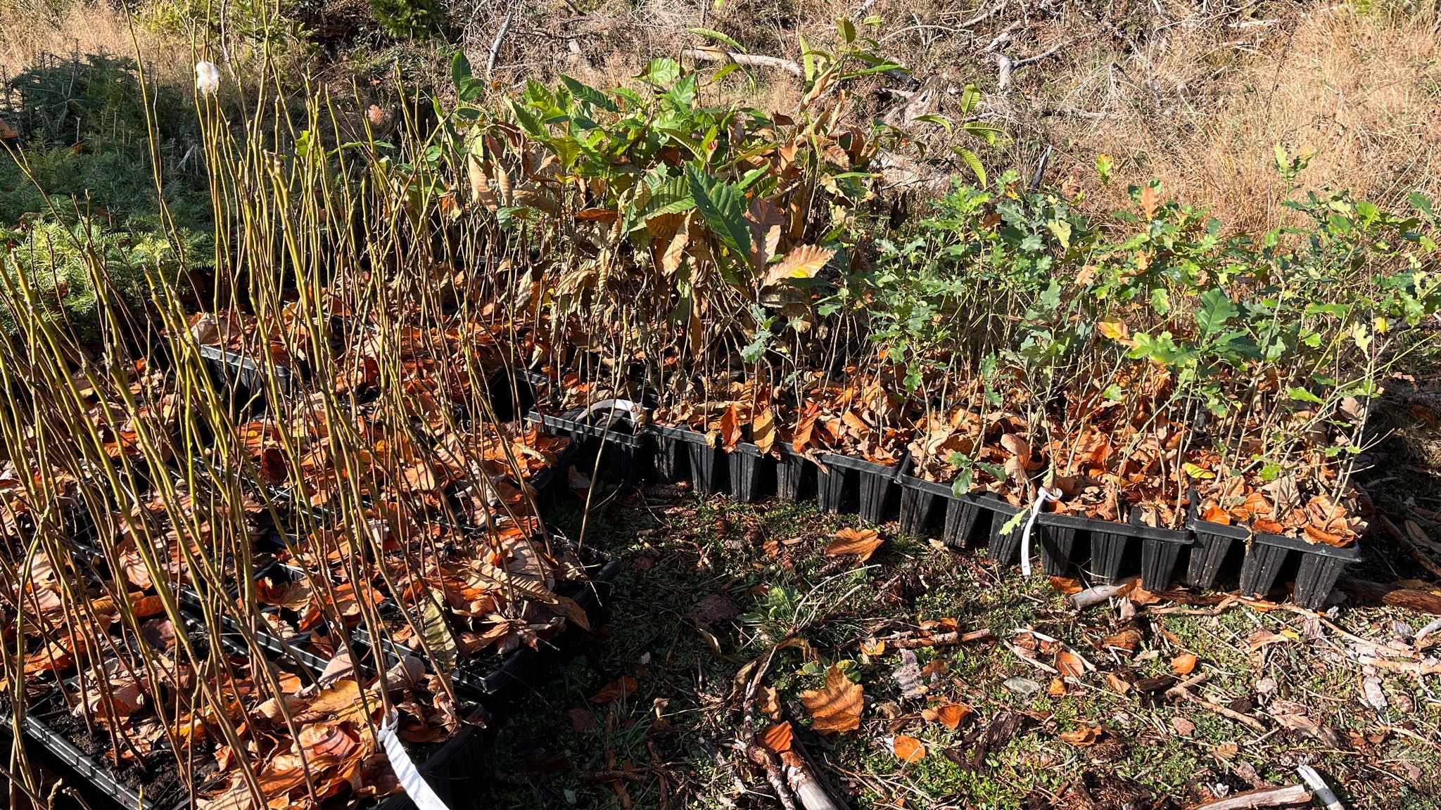 Frühlingsaktionen im Herzenswald – Aufbäumen für unsere Natur rund um den Feldberg