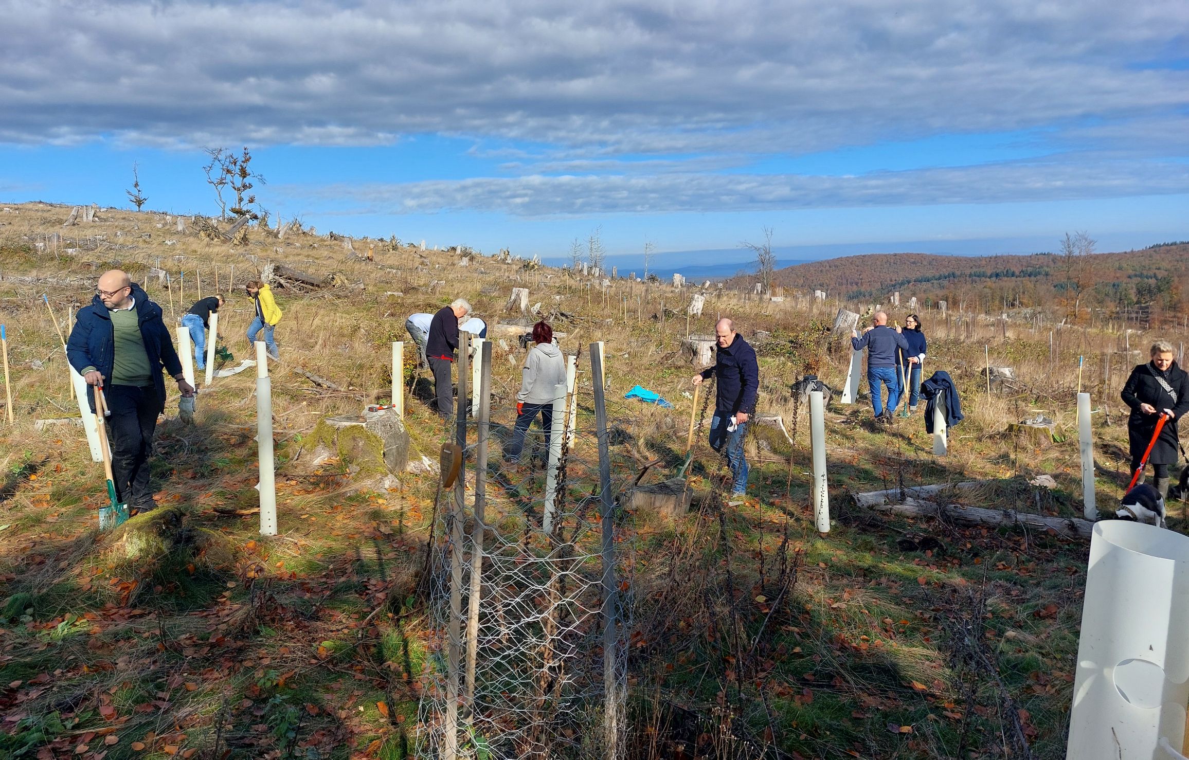 Ab in den Wald Nr. 3 – Pflanzaktion mit bcd GmbH, Schmitten