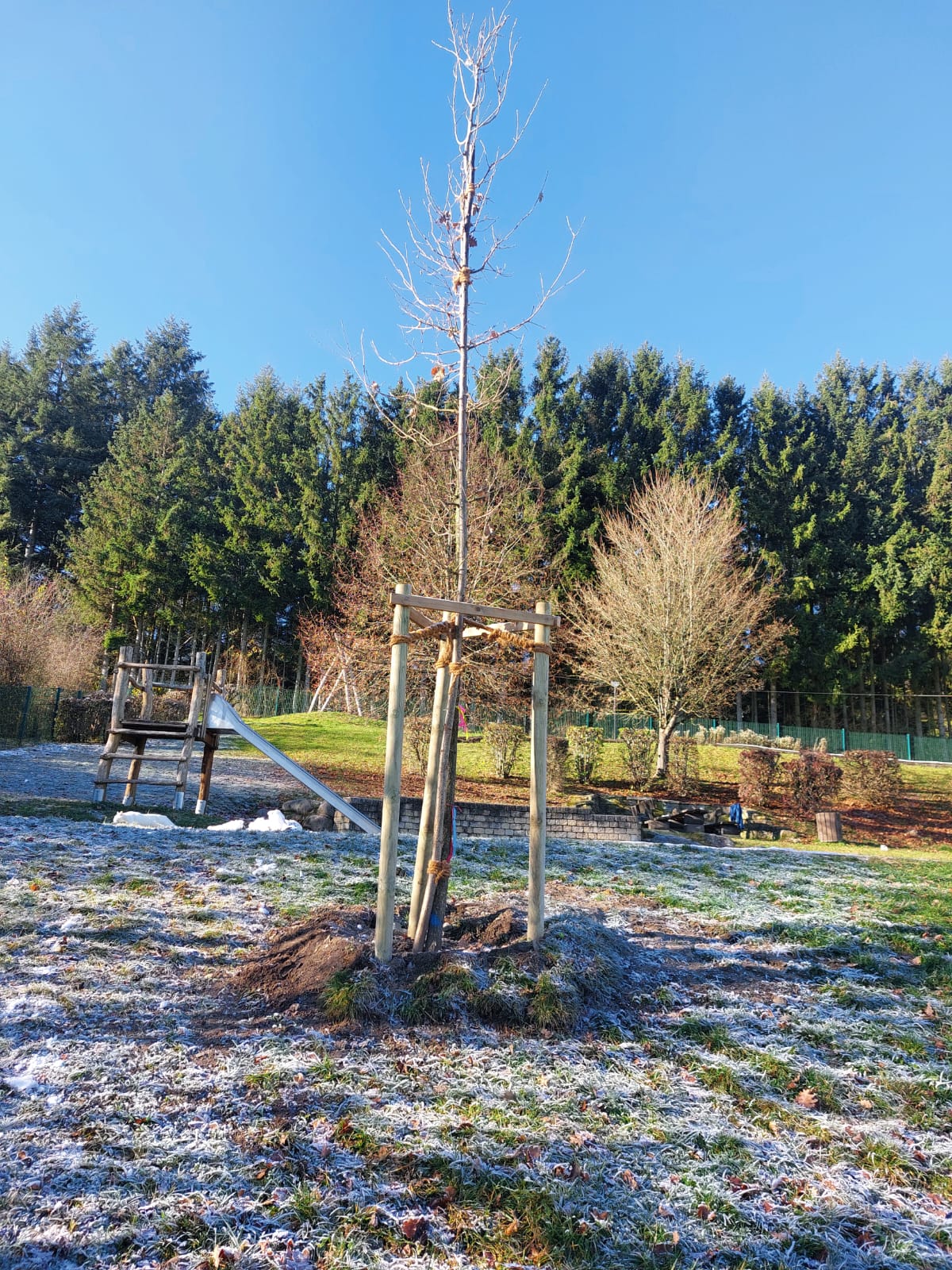 🌳 Zwei neue Herzensbäume für Schmitten! 💚