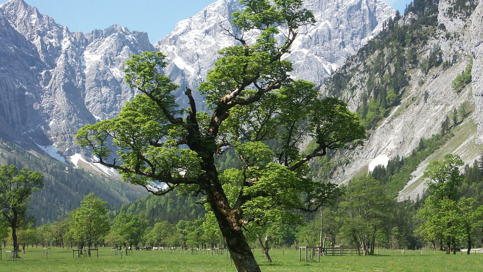 Bergahorn