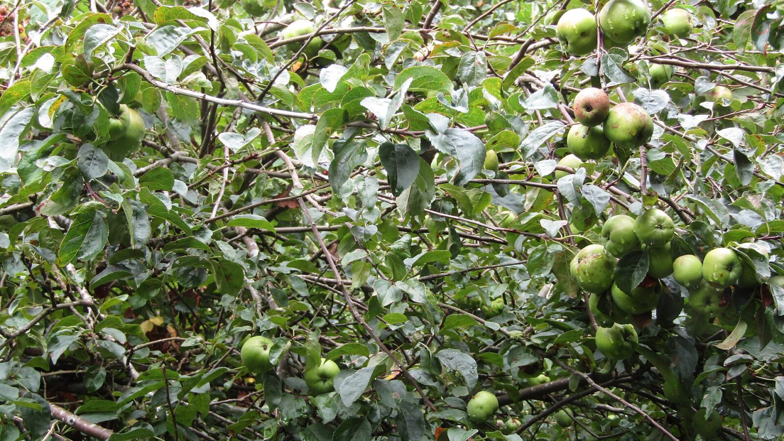 Wildapfel