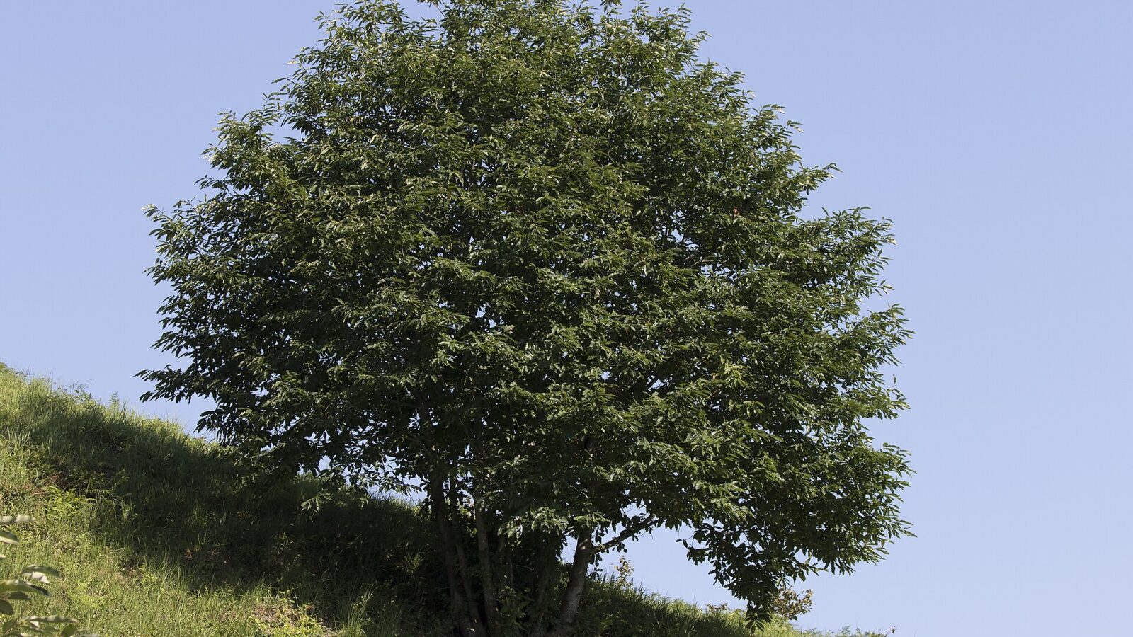 Esskastanie