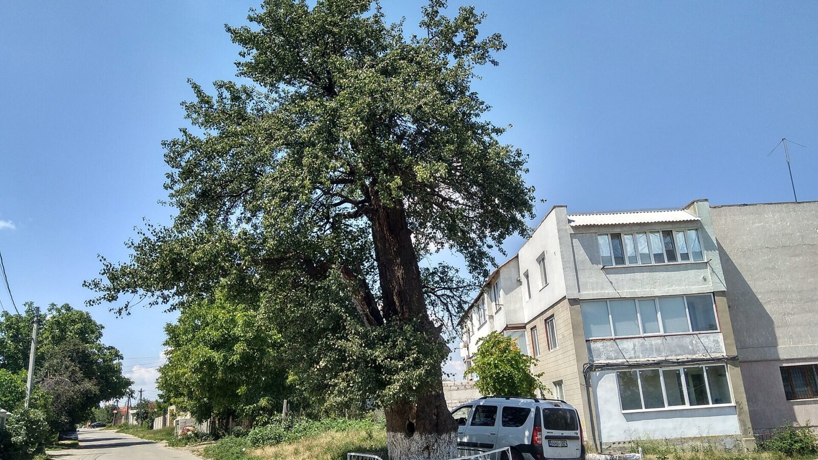 Wildbirne