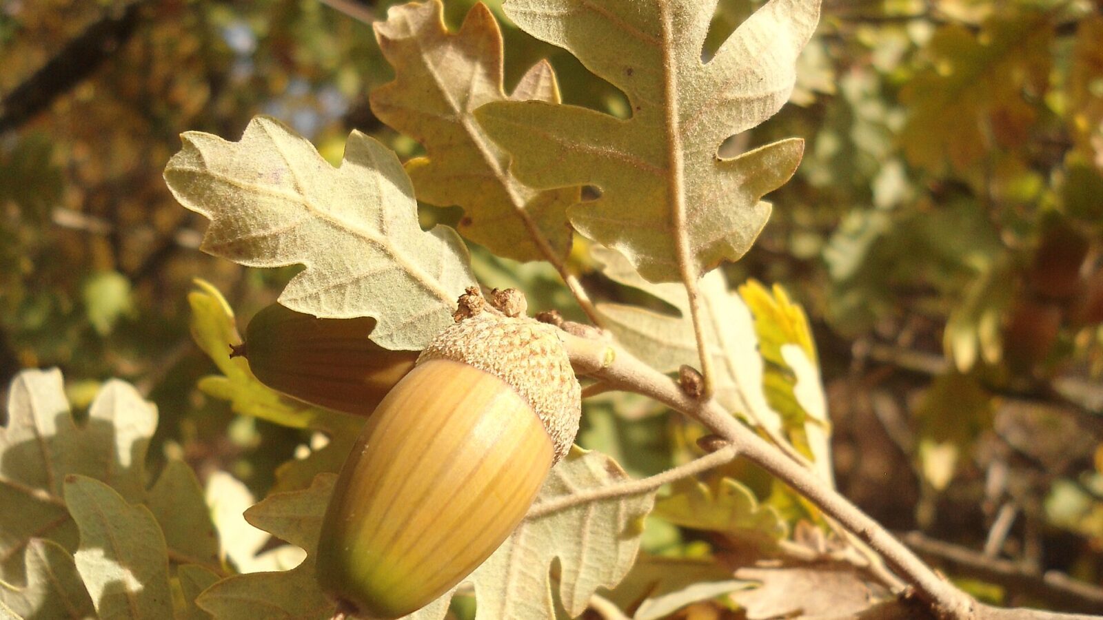 Flaumeiche
