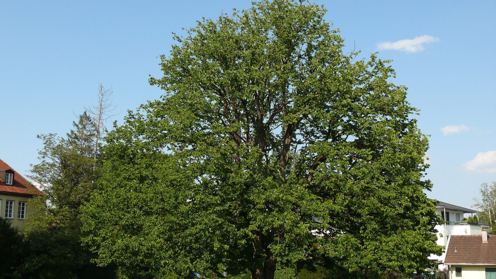 Baumhasel